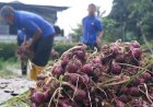 Hasilkan Bawang Merah Berkualitas Temanggung Rutan Temanggung Panen 450 Kg Bawang Merah di Lahan Samping Rumah Dinas